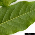 SpeciesSub: var. macrostachya